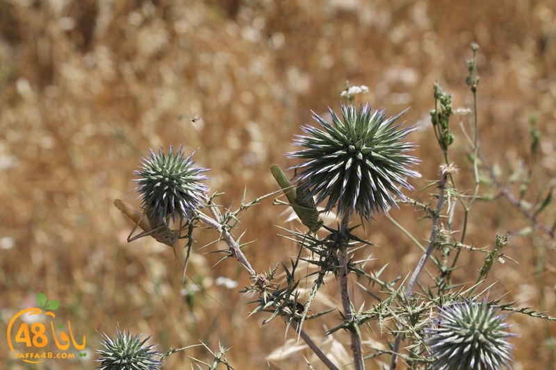 re7la shamal ayafaja (13).JPG